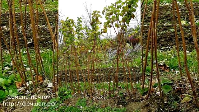 Почему дачники не обрезают малину осенью? смотреть онлайн