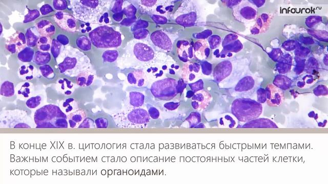 Цитология – наука о клетке | Биология 9 класс #3 | Инфоурок смотреть онлайн