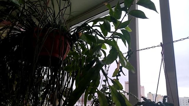 Комнатные растения на балконе. Осень 2022 года. смотреть онлайн