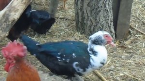 Разведение мускусных уток.  С чего начать?