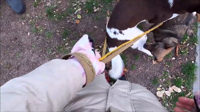 Метис Амстаффтерьера и дворняги / Metis Amstaff Terrier And Mongrels