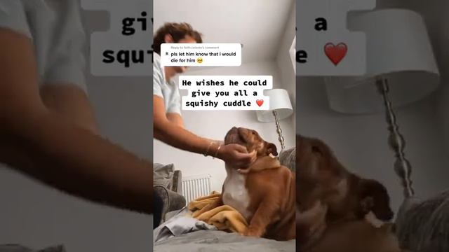 Reply to @faith.celeste #fyp #bulldog #puppy #foryoupage #hugyourdogchallenge #dogsoftiktok #... смотреть онлайн