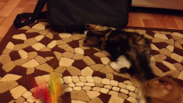 Al'Marseille Boncuk Pati Highland Straight male 2.5 months смотреть онлайн