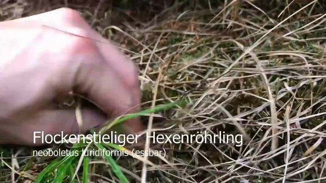 Feierabend-Pilze am 27.10.2017 | Pilze suchen und Pilze sammeln 2017 смотреть онлайн