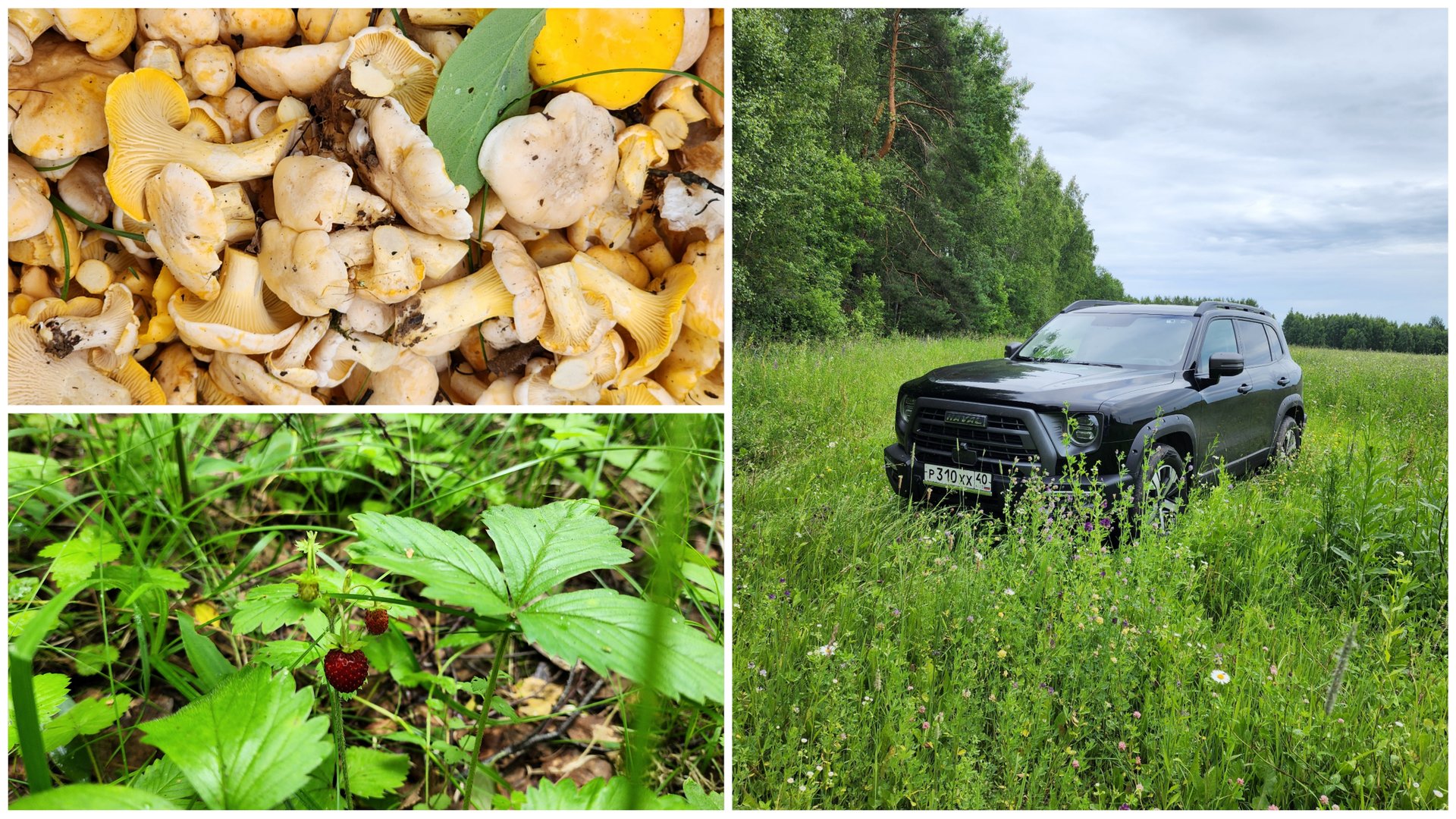 На разведку по грибы смотреть онлайн