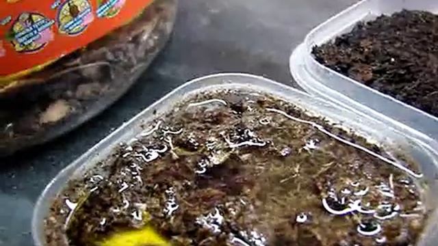 How make the substrate for cricket's eggs | Как сделать субстрат для сверчков (террариум) смотреть онлайн