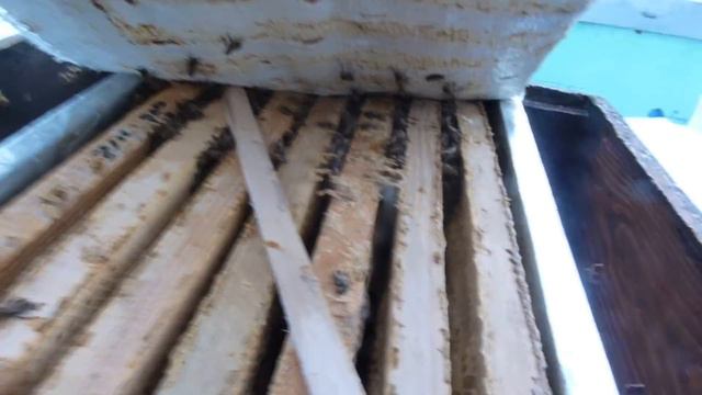 Ревизия по кормам и перестраховочная подкормка 16/17,02,2019 смотреть онлайн