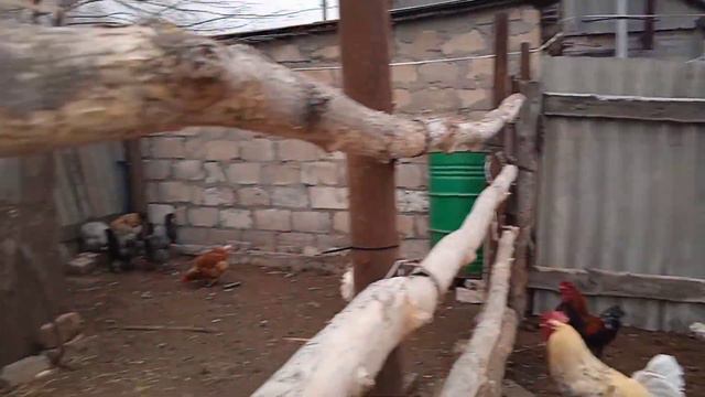 Первый снег ❄️.Вырвала цепь и ..... смотреть онлайн