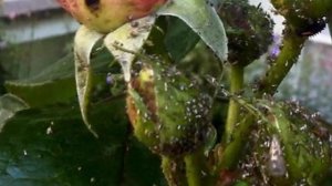 Вредители комнатной розы. Как эффективно бороться с вредителями.