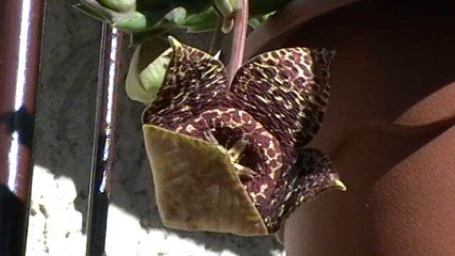 STAPELIA VARIEGATA смотреть онлайн