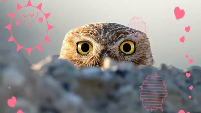 Сова - хранительница счастья! смотреть онлайн