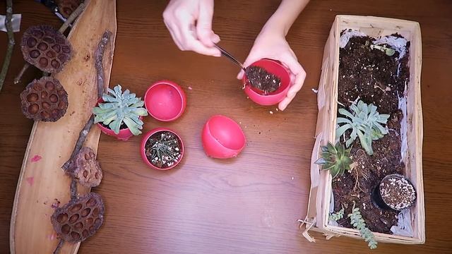 Стильная композиция с суккулентами + ПРОМО-КОД смотреть онлайн