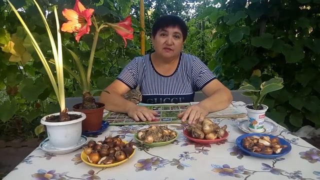 Торопитесь заказать луковичные для осенней посадки, гиацинты для выгонки смотреть онлайн