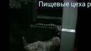 Пистолет для оглушения - пороховое оглушение скота