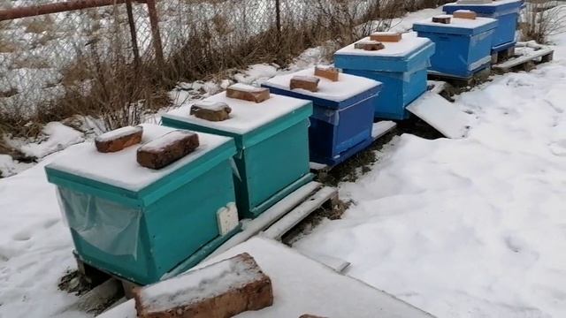 Пасека северо - запада! Какие породы лучше! смотреть онлайн