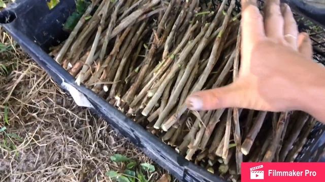 Размножение красной смородины черенками.Ровада. смотреть онлайн