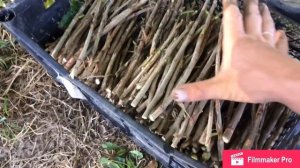 Размножение красной смородины черенками.Ровада.