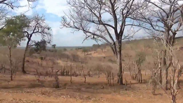 Chobe Safari, Chobe National Park, Botswana, Africa. смотреть онлайн