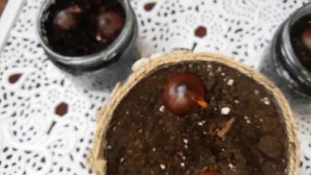 Посадка каштана / Выращиваю каштан ? смотреть онлайн