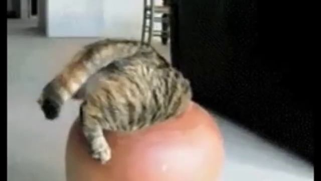 Лучшие гифки про котов в одном видео...)))) смотреть онлайн