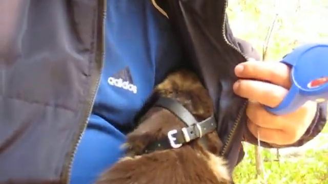 Прогулка Карамельки часть 2 смотреть онлайн
