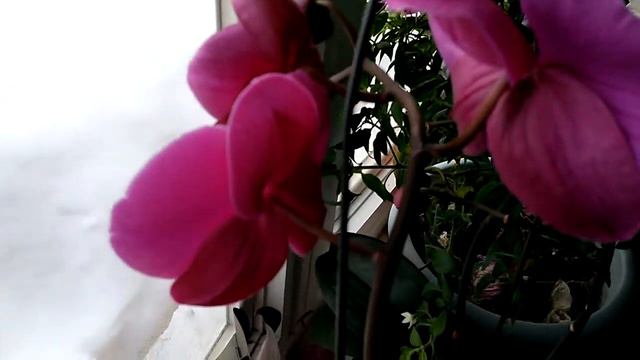 Orchid Blooming in Winter смотреть онлайн