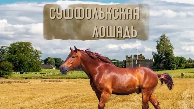 13 Самых Больших и Сильных Лошадей на Планете смотреть онлайн