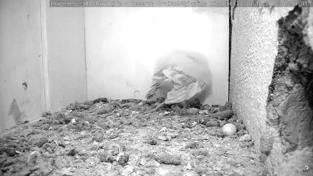 №2 ЗАХИСТИВ МИШУ, НЕ ЗМІГ КОВТНУТИ. СИПУХА. РІТ-ВЕЛЛ. ІСПАНІЯ 20-12-23-BARN OWL. RIET VELL. SPAIN