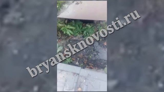 В Новозыбкове заросшая ливневка превратилась в запруду смотреть онлайн