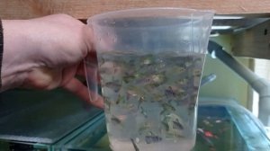 Разводня аквариумных рыб Домашняя разводня Будни на разводне