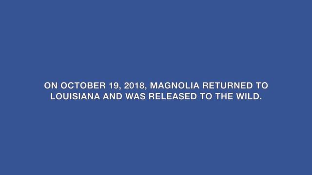 Magnolia Bear Goes Home смотреть онлайн