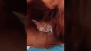 Кота не видали