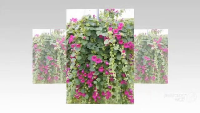 Lophospermum - Garden Plants