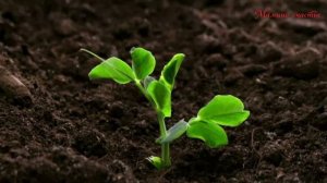 КАК ПОЯВЛЯЮТСЯ РАСТЕНИЯ? /  ПОЧЕМУЧКА