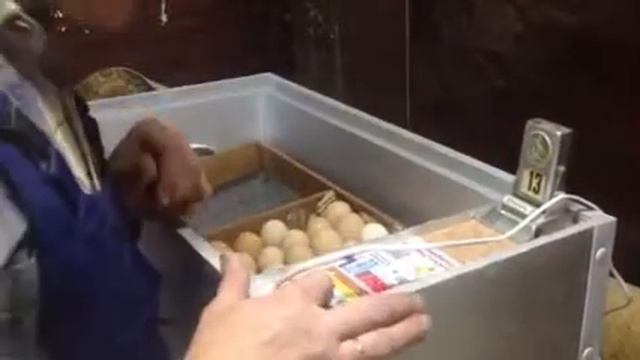 инкубатор КУРИНЫХ и ПЕРЕПЕЛИНЫХ яиц БЛИЦ-13.12.15 смотреть онлайн