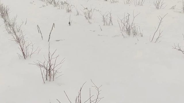 Голубика зимой смотреть онлайн