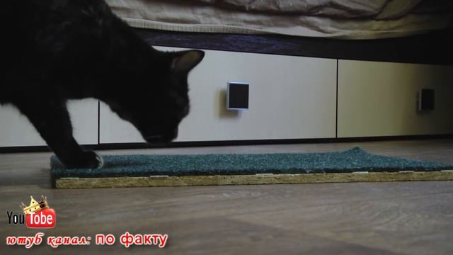 лайфхаки для кота 4 смотреть онлайн