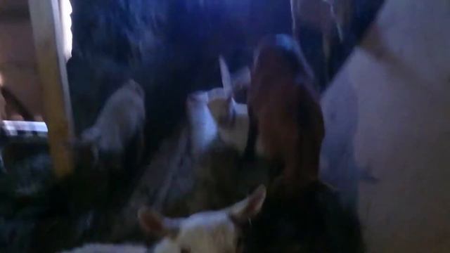 Подземелье для коз. Заселение смотреть онлайн