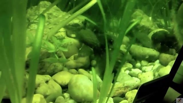 Поведение аквариумных рыбок. Сомики-анциструсы. Бои в аквариуме. смотреть онлайн