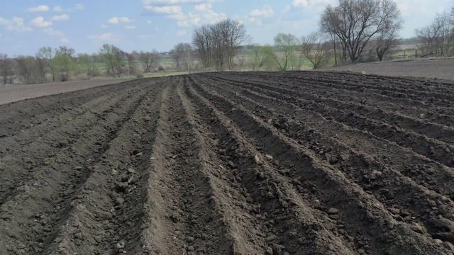 Садим картошку 22.04.2021 смотреть онлайн