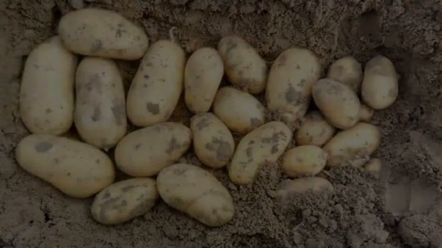 Где Купить Семена Картофеля Королева Анна смотреть онлайн