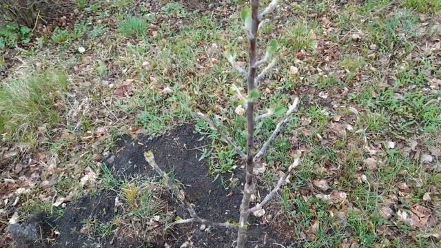 Деревенский сад и первые цветы на новых саженцах.Жизнь в деревне. смотреть онлайн
