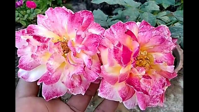 Rose Varieties, Midnight blue, Summer Snow & many more, By Garden Gyan смотреть онлайн