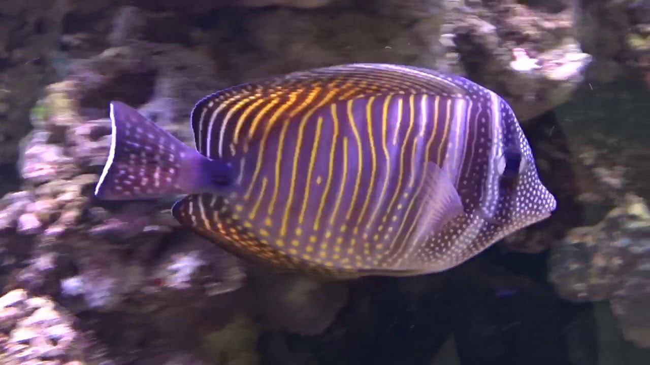 Парусная зебрасома Дежардена смотреть онлайн