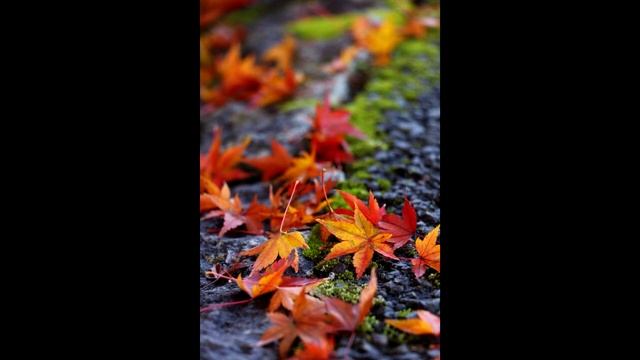 "Не зови"- романс на мои стихи... смотреть онлайн