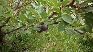 СЛИВОВЫЙ  ВИШНЁВЫЙ ГИБРИД. КУЗБАСС. СИБИРЬ.