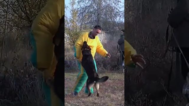 Обучение молодых собак охране и защите. Немецкая овчарка зонарного окраса. смотреть онлайн