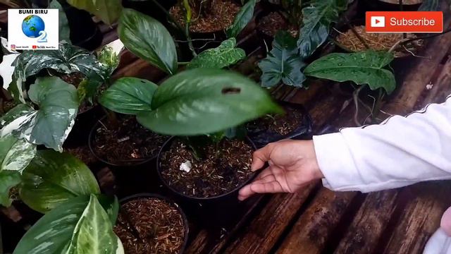 PROMO MANTAP !! DISKON PINDAHAN HARGA MURAH ADA KOLEKSI ANTHURIUM INCARAN KOLEKTOR DI SALSA FLORA смотреть онлайн