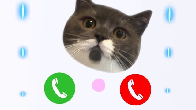 Apple Best Ringtone Iphone Pro 14 Cat?#iphone
