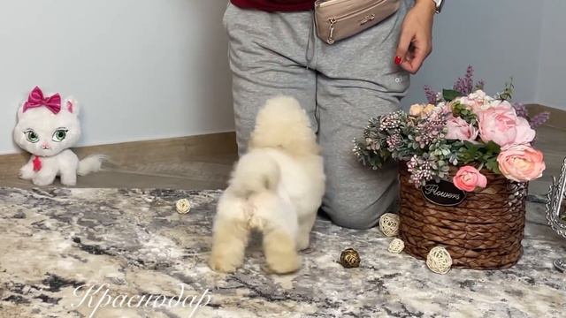 Той пудель Николь в Краснодаре смотреть онлайн